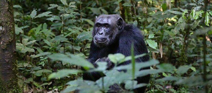 chimpancés vivir